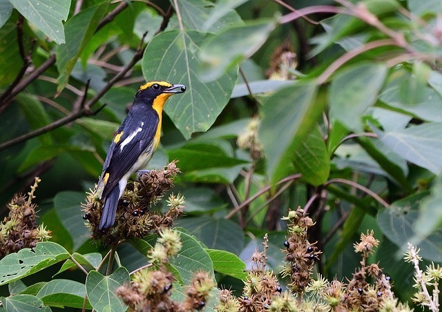 ｷﾋﾞﾀｷ ひでぴょんの鳥撮りブログ