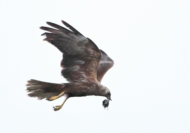 6月25日(土)の撮影 チュウヒ: ひでぴょんの鳥撮りブログ