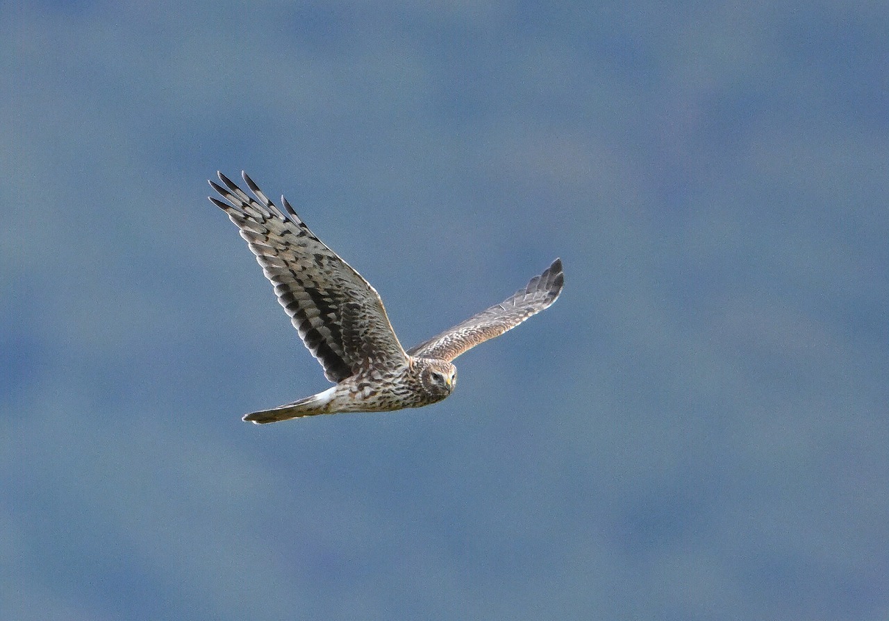 11月11日(土)の撮影 ハイイロチュウヒ: ひでぴょんの鳥撮りブログ