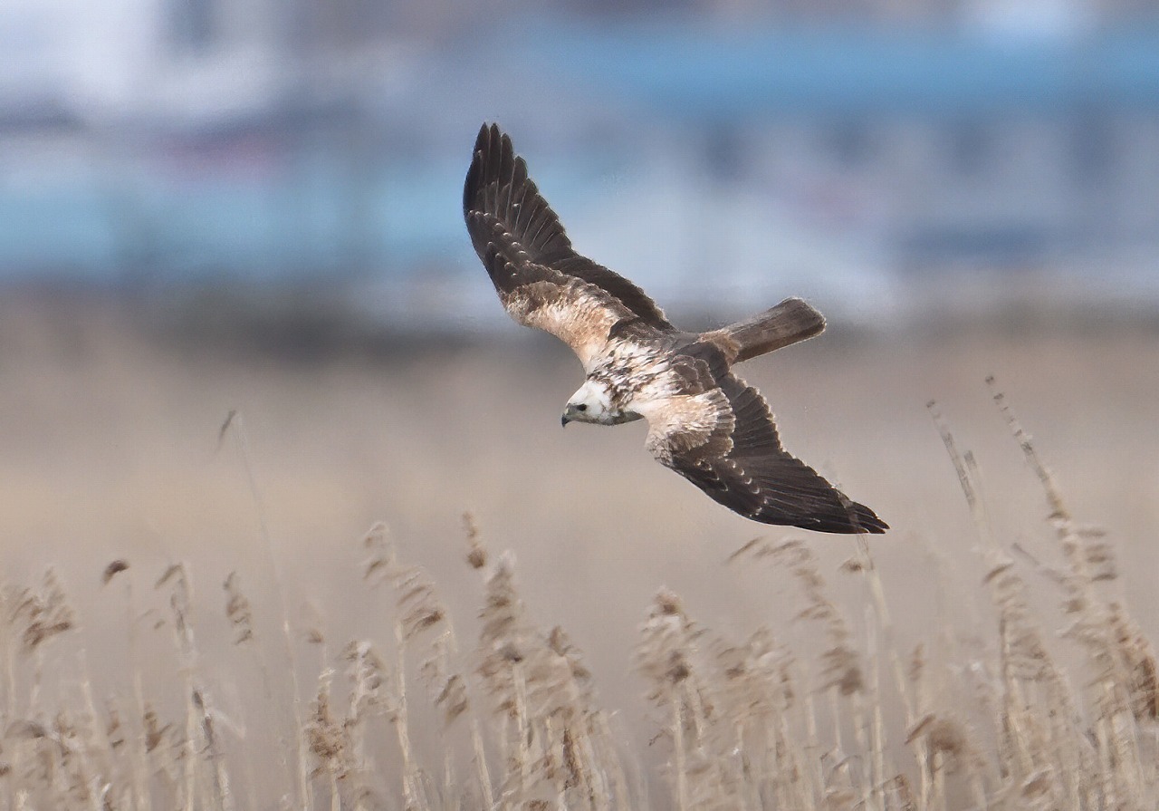 3月7日(木)の撮影 ハイイロチュウヒ: ひでぴょんの鳥撮りブログ