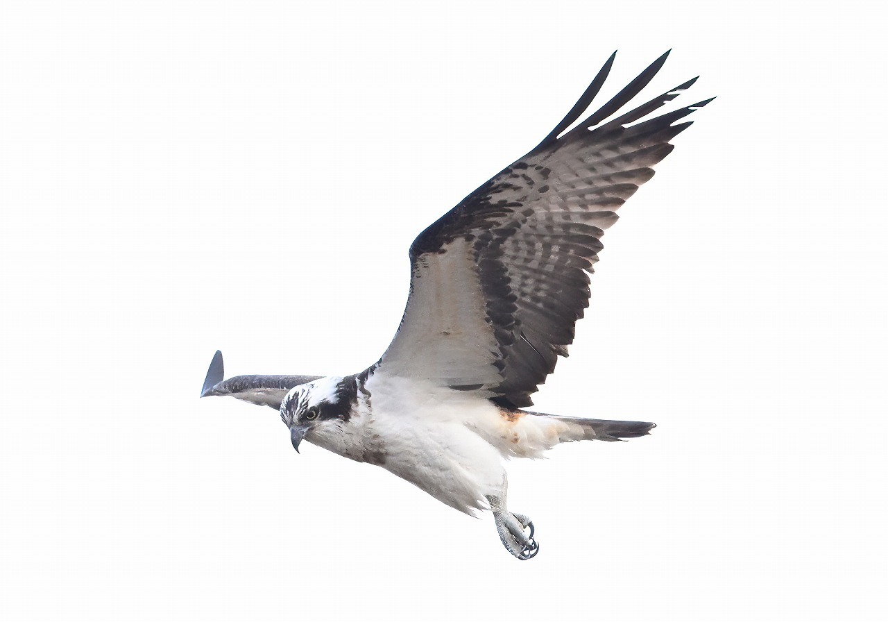 3月7日(木)の撮影 ハイイロチュウヒ: ひでぴょんの鳥撮りブログ