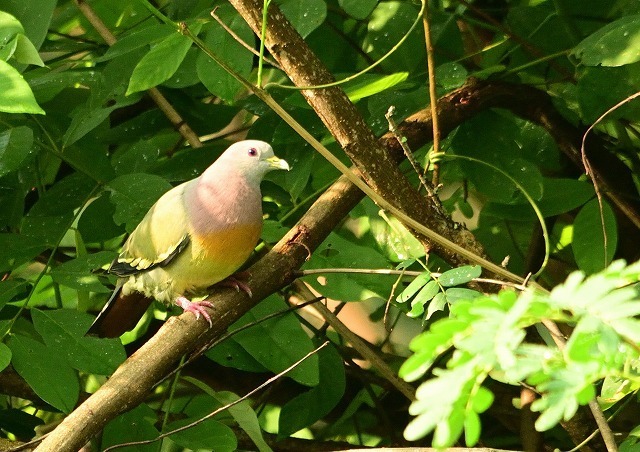 シンガポール コアオバト ひでぴょんの鳥撮りブログ