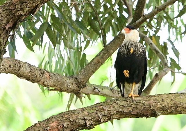 ブラジル ミナミカラカラ ひでぴょんの鳥撮りブログ